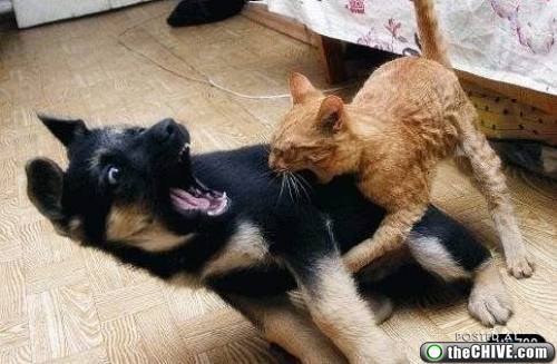 cat and dog fight Photo cat and dog fight Photo