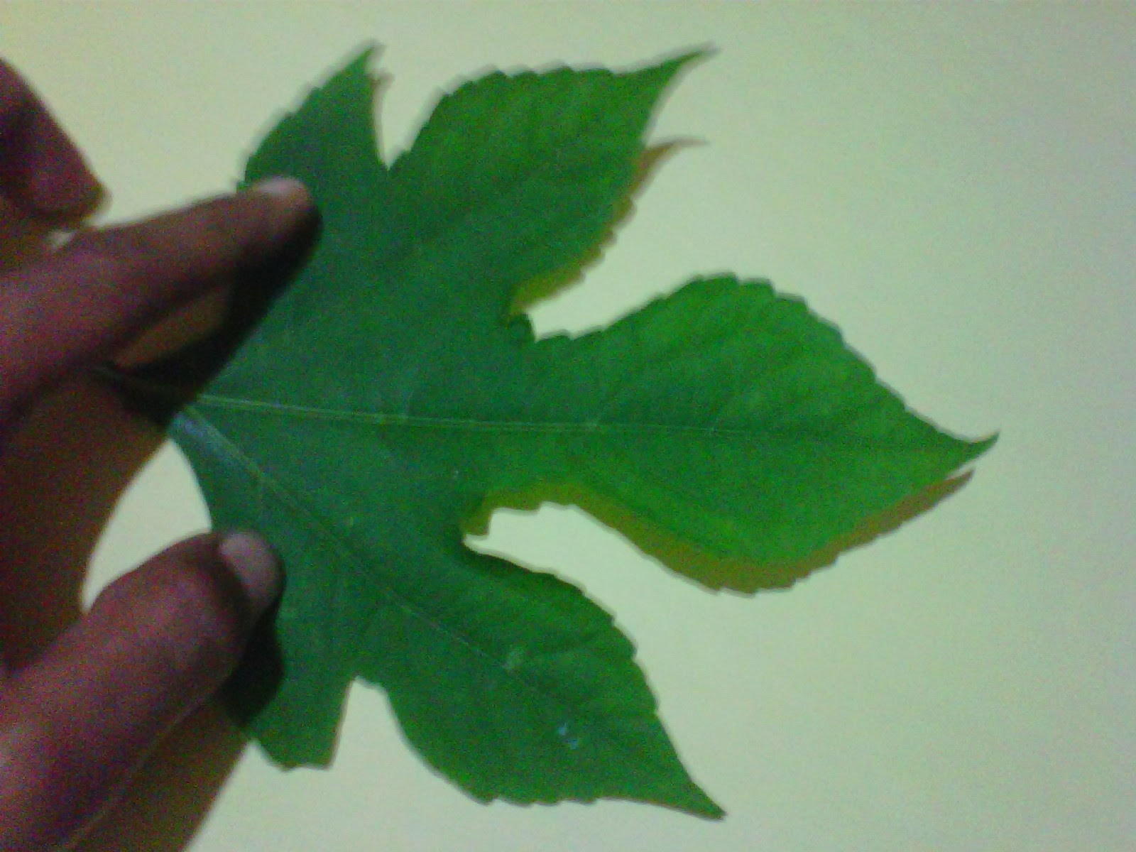 daun insulin obat diabet