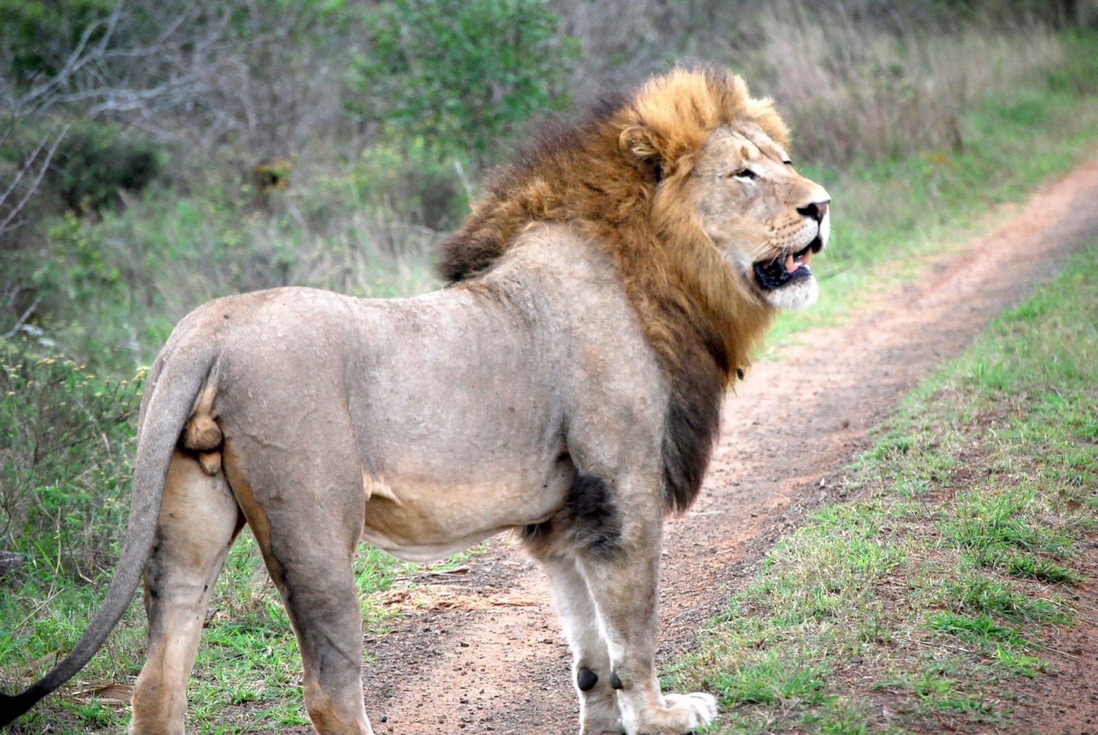 online online Russian Orthography