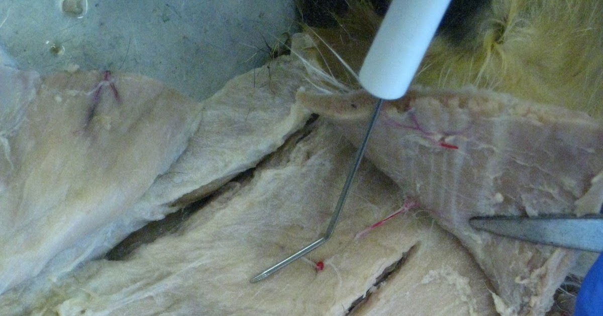 Kitty Cadaver: Cat Muscles - semimembranosus (2 of 3 in "hamstring