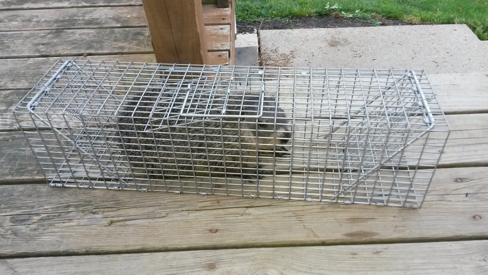 Comstock Cage Traps, In Action on the Line Surprise "Chuck" in a