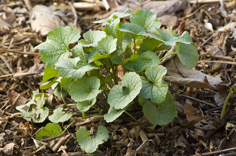 The 3 Foragers Foraging for Wild, Natural, Organic Food Garlic