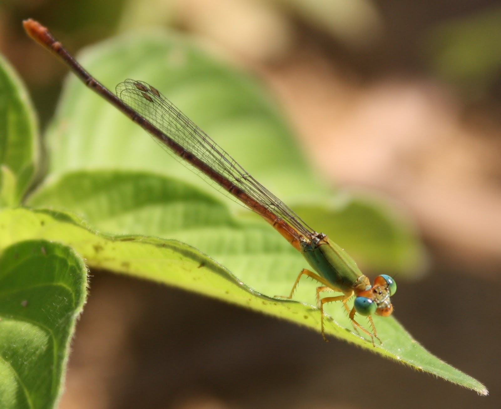 Saye Suke Ambil Gambar (Part 4 - PePatung)