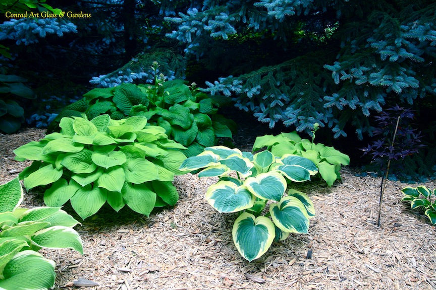 "I can't believe I planted the whole thing"... Conrad Art Glass & Gardens