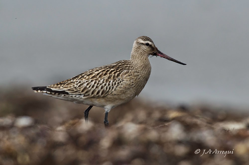 Aguja colipinta, Limosa lapponica, Bar-tailed Godwit Aguja colipinta, Limosa lapponica, Bar-tailed Godwit