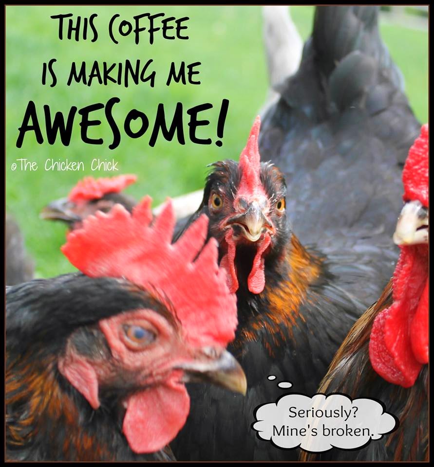 Flock Focus Friday with The Chicken Chick This coffee is making me AWESOME!