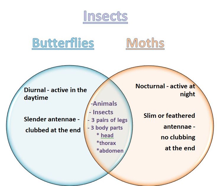 Learning Ideas - Grades K-8: Venn Diagram - Butterflies and Moths