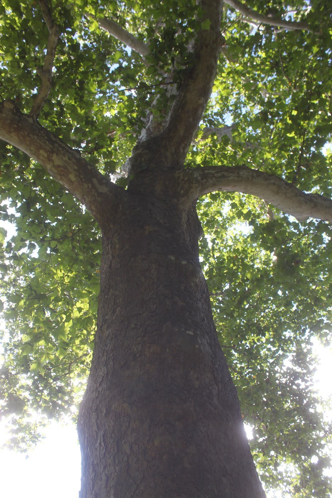 Matt Of All Trades Big Trees, Harmony and No Worries in Vermont