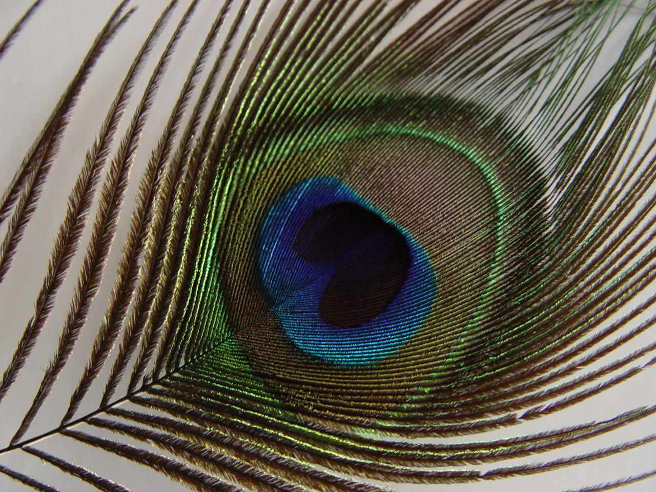 .: Pluma de Pavo Real