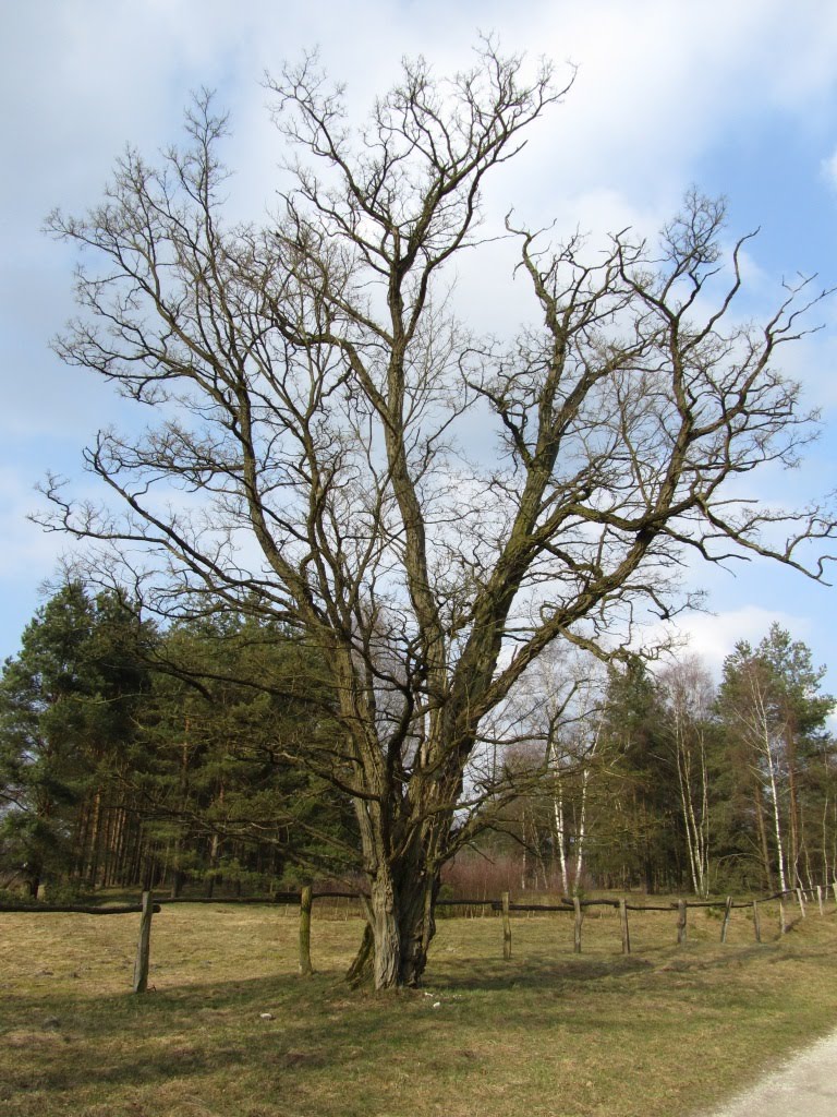 Apfelbackchen Familienblog