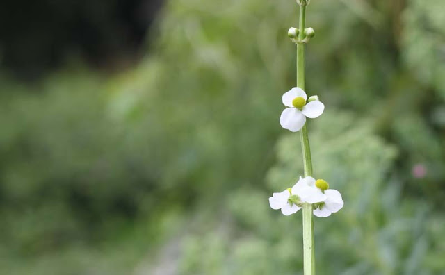 Broadleaf Arrowhead Flowers Pictures