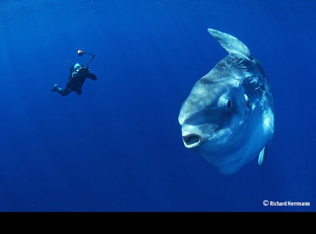 The Infinite, The Powerful... The Mind, Mola Mola, or the Ocean Sunfish