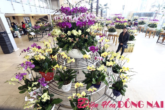 [Image: Hoa-lan-nhap-ngoai-gia-tram-trieu-van-dat-khach-2.jpg]