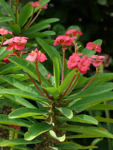 Một số loại cây cảnh độc tuyệt đối không trồng trong nhà Một số loại cây cảnh độc tuyệt đối không trồng trong nhà