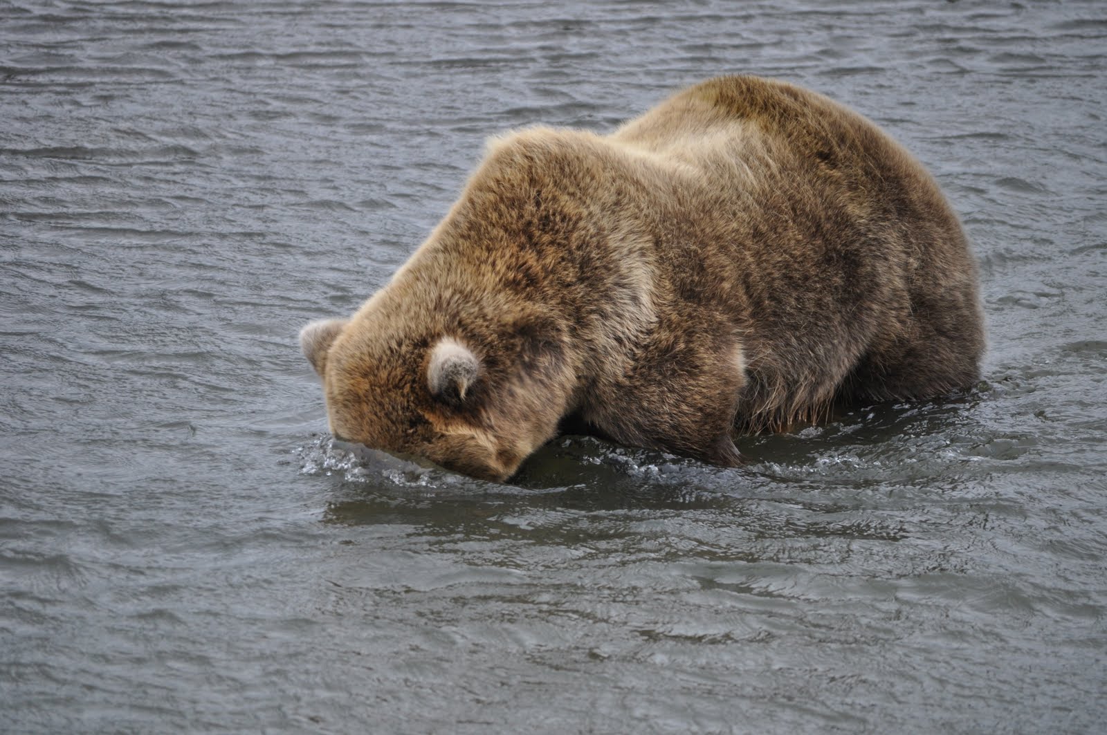 Bear With Fish