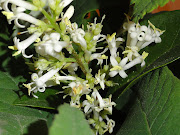 The white flowers. (white flowers)