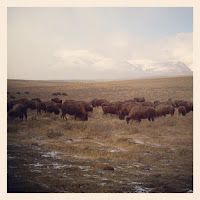 Free Technology for Teachers: Bison, Bears, Birds, and Puppies - Live Webcams