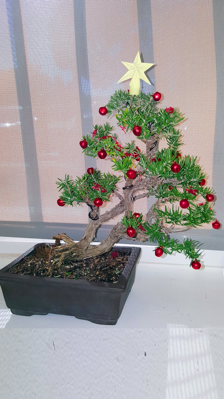 Bonsaimisadventures Rosemary bush year end bonsai