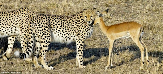 Dennis Huot - cheetah's - jachtluipaarden - Kenia - Masai Mara - bij de beesten af