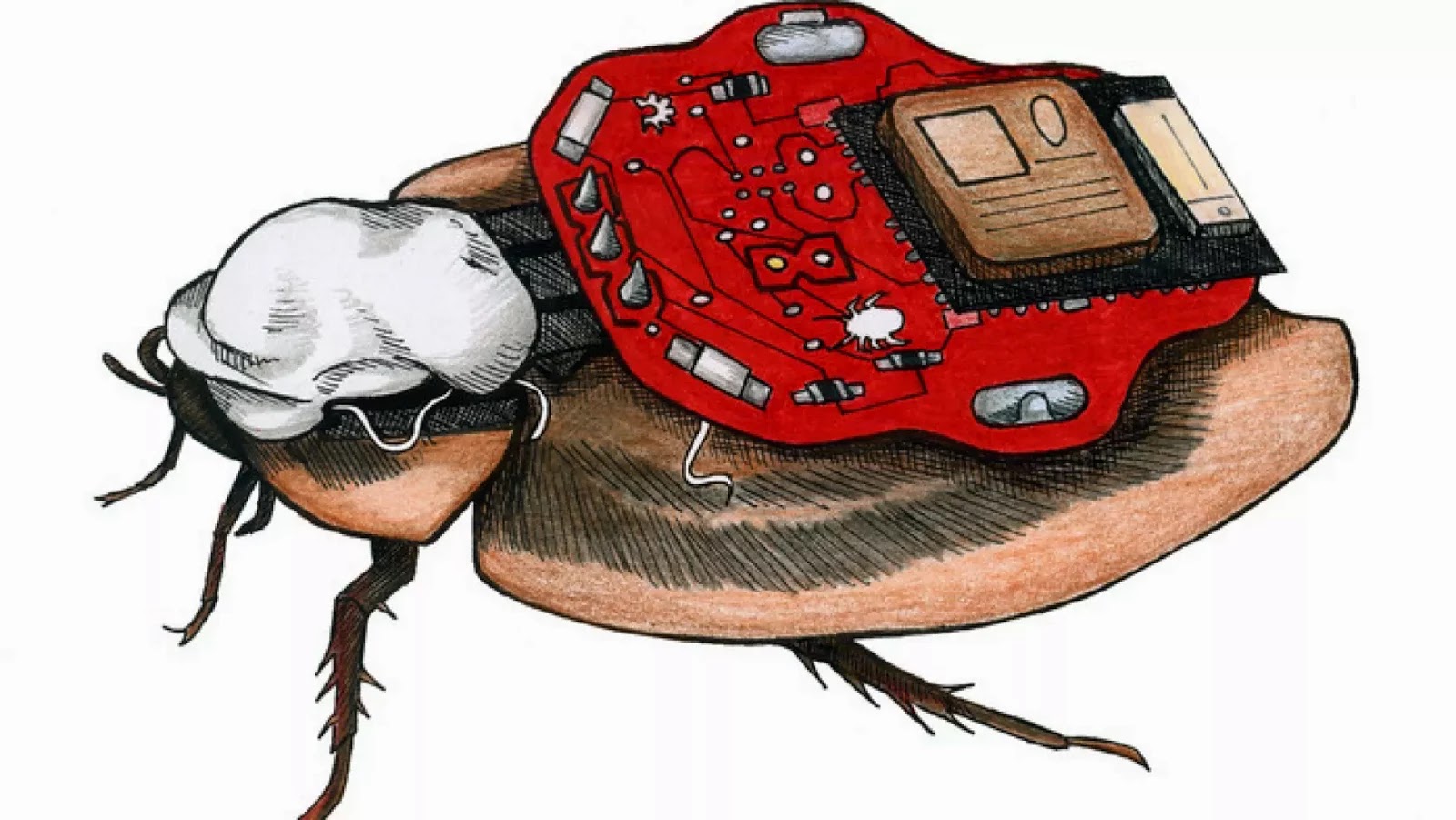 Á½¸Åܨ¦a¾_±Ï¨a§Q¾¹ cyborg cockroaches
