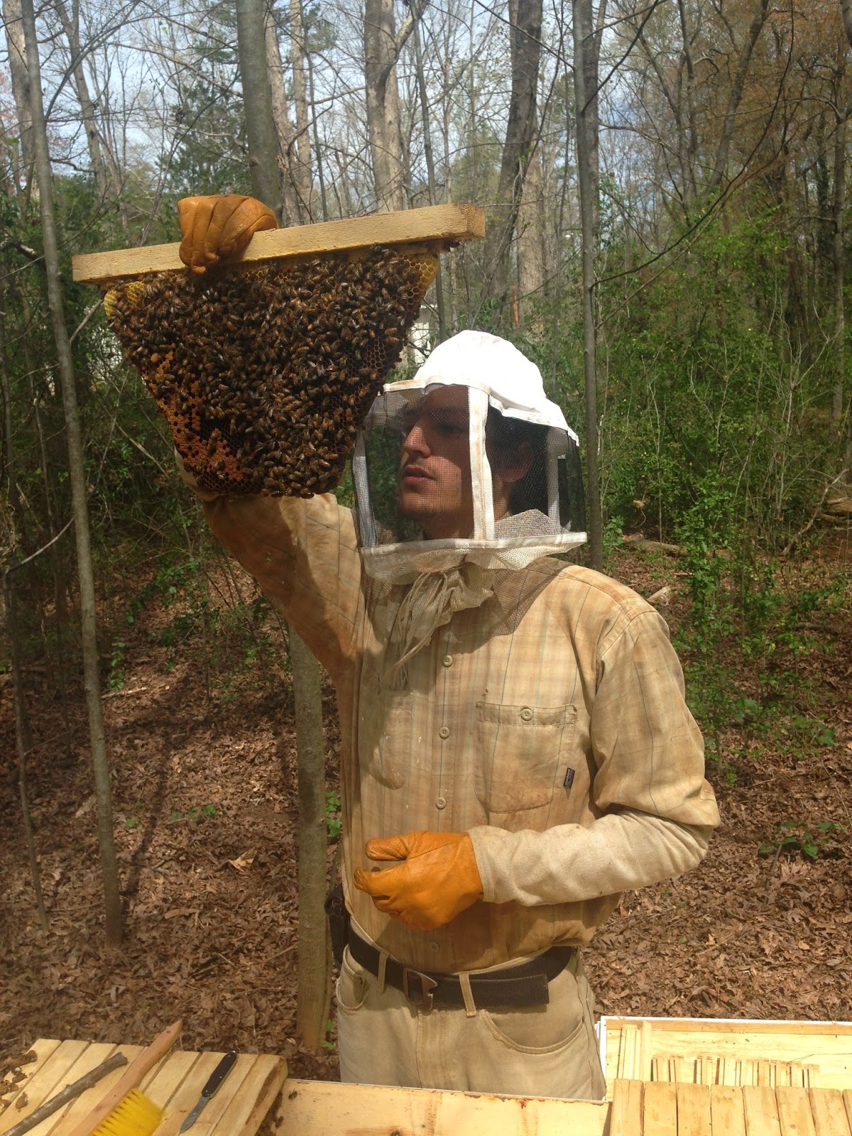 finding queen cells top bar beekeeping