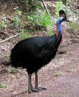 Smart Ebook Burung Kasuari Cassowary