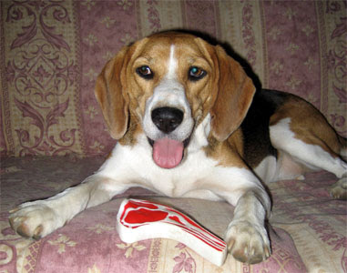 Harrier-Dog Dog And Puppies Pictures