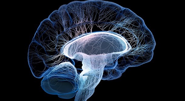 Identificado gene que liga estrutura do cérebro à inteligência