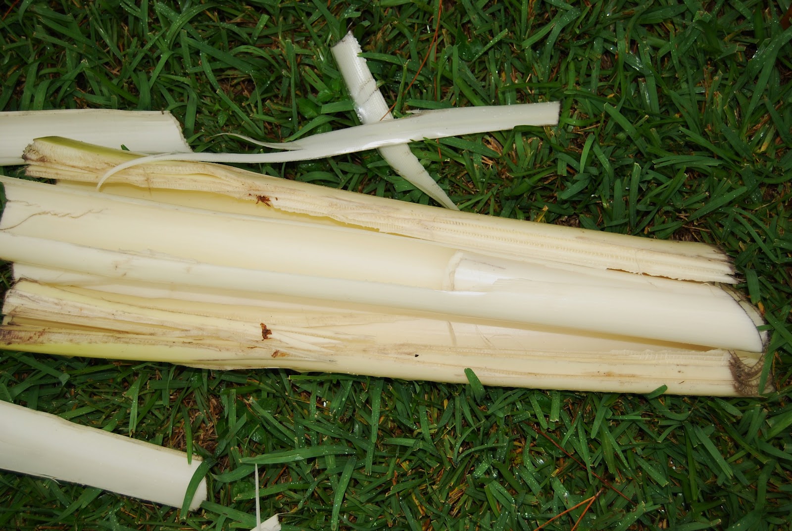 Helen A. Lockey Heart Of Banana, Sth Indian Delicacy Florida Style