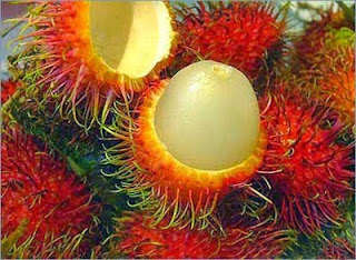 Rambutan Garuda