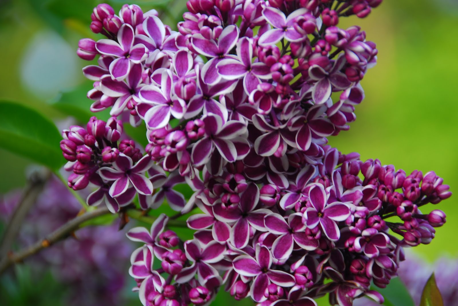 When Lilacs Last in the Dooryard Bloom'd Audio, Video, Music, Photos