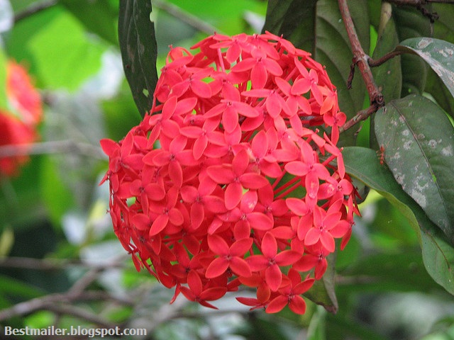Beautiful Flowers of Kerala.15