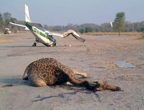 Funny Pictures go here - Page 5 Giraffe+struck+by+a+plane