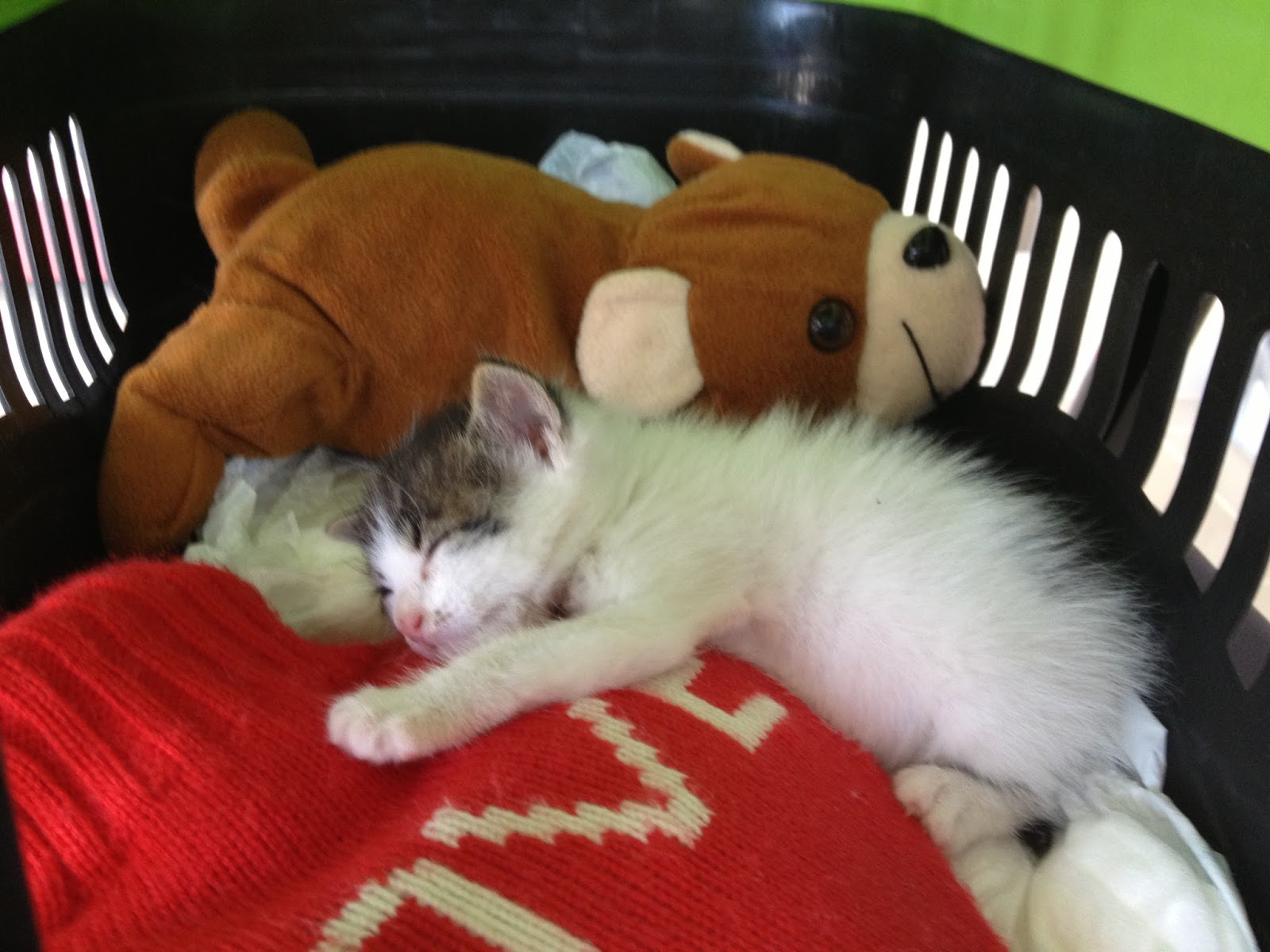 KEDi CANDIR Annesiz yavru kedi bakımı