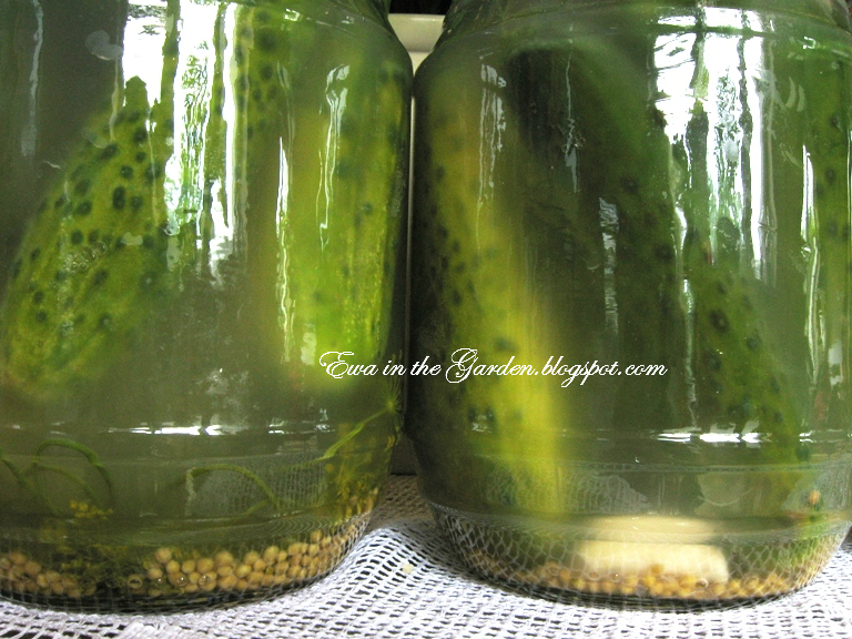 Ewa in the Garden How to make fermented cucumbers