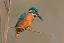 Kingfisher