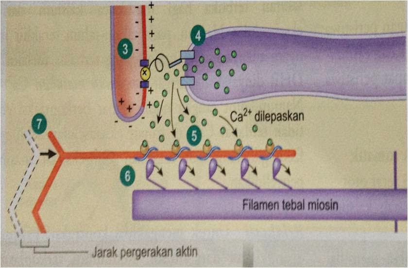 KAMPUS FARMASI OTOT, TULANG DAN SENDI