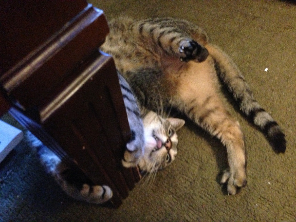 Cat Dragged In Meme Cat Dragged In Meme