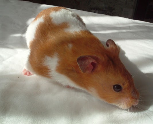 Syrian Hamsters - Behavior and generalities ~ Hamster Care and Advice