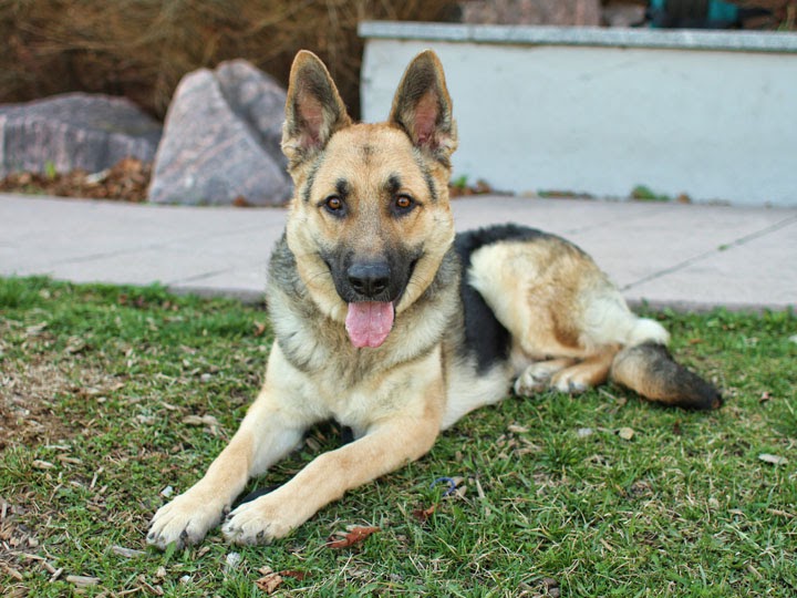 Jimmy German Shepherd Dog jimmy german shepherd dog
