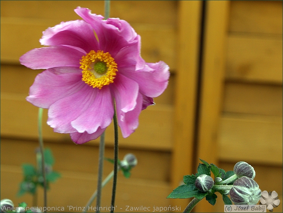 Anemone hupehensis var. japonica 'Prinz Heinrich' - Zawilec japoński 'Prinz Heinrich' pąki