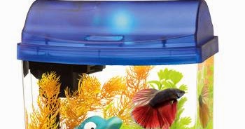 Cara Membuat Akuarium Kecil Buatan Sendiri Cara Terindah | cara membuat akuarium kecil buatan sendiri cara terindah Cara Membuat Akuarium Kecil Buatan Sendiri Cara Terindah | cara membuat akuarium kecil buatan sendiri cara terindah