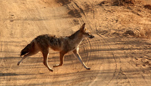 A pair of Jackals crossed our road:- Photo Sudhir.Bhakta.