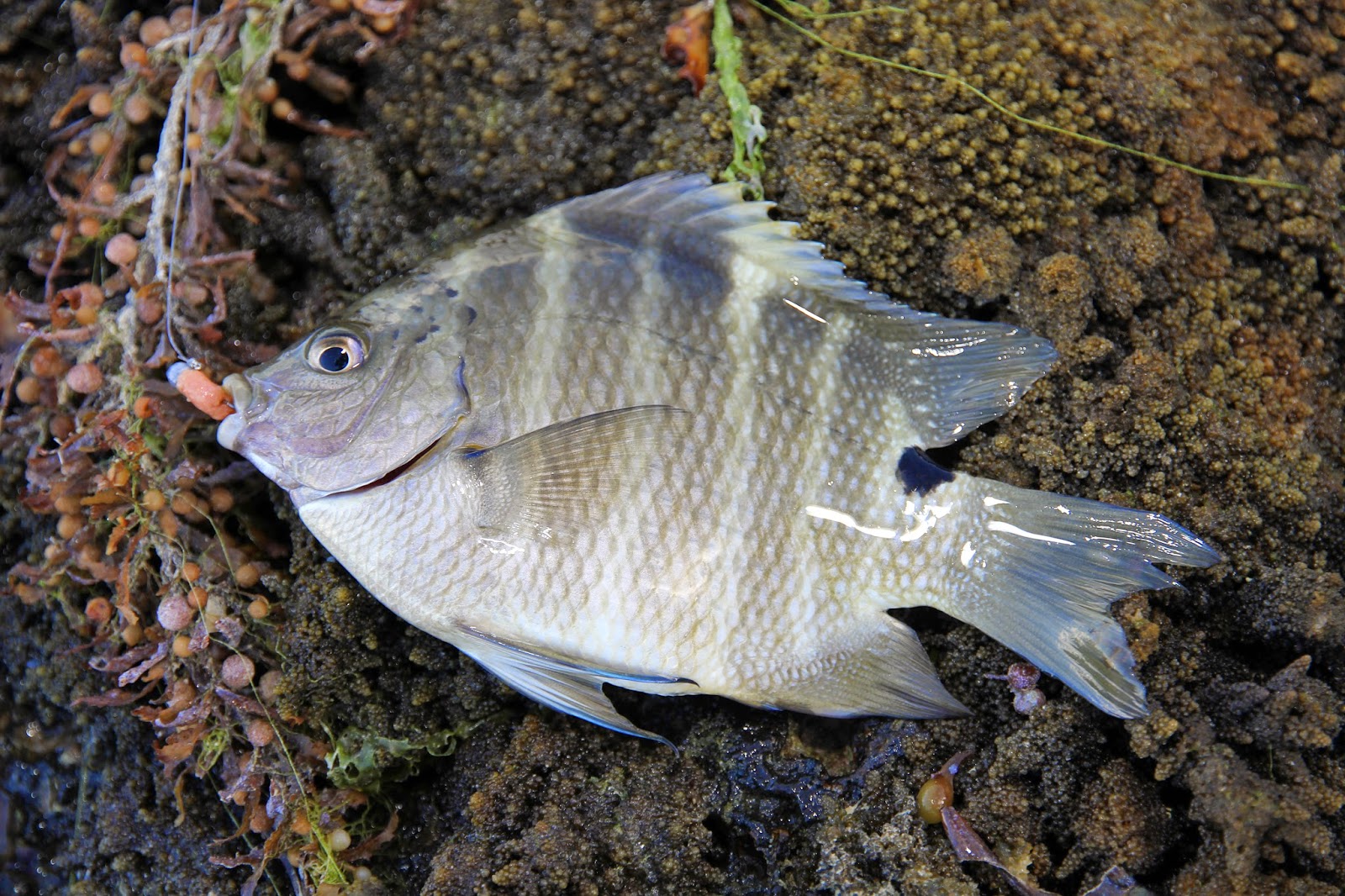 Sam Edmonds Fishing Blog Mauritius a quest for new species!