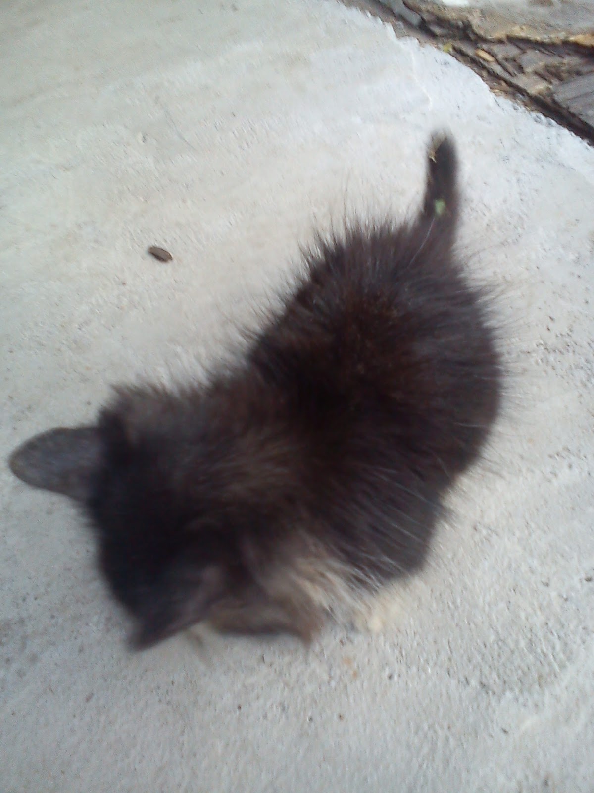 Rectal Prolapse Kitten (Hafiz) | SCRATCH | PetFinder.my WAGazine