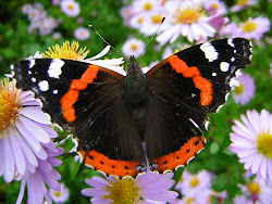 Red Admiral