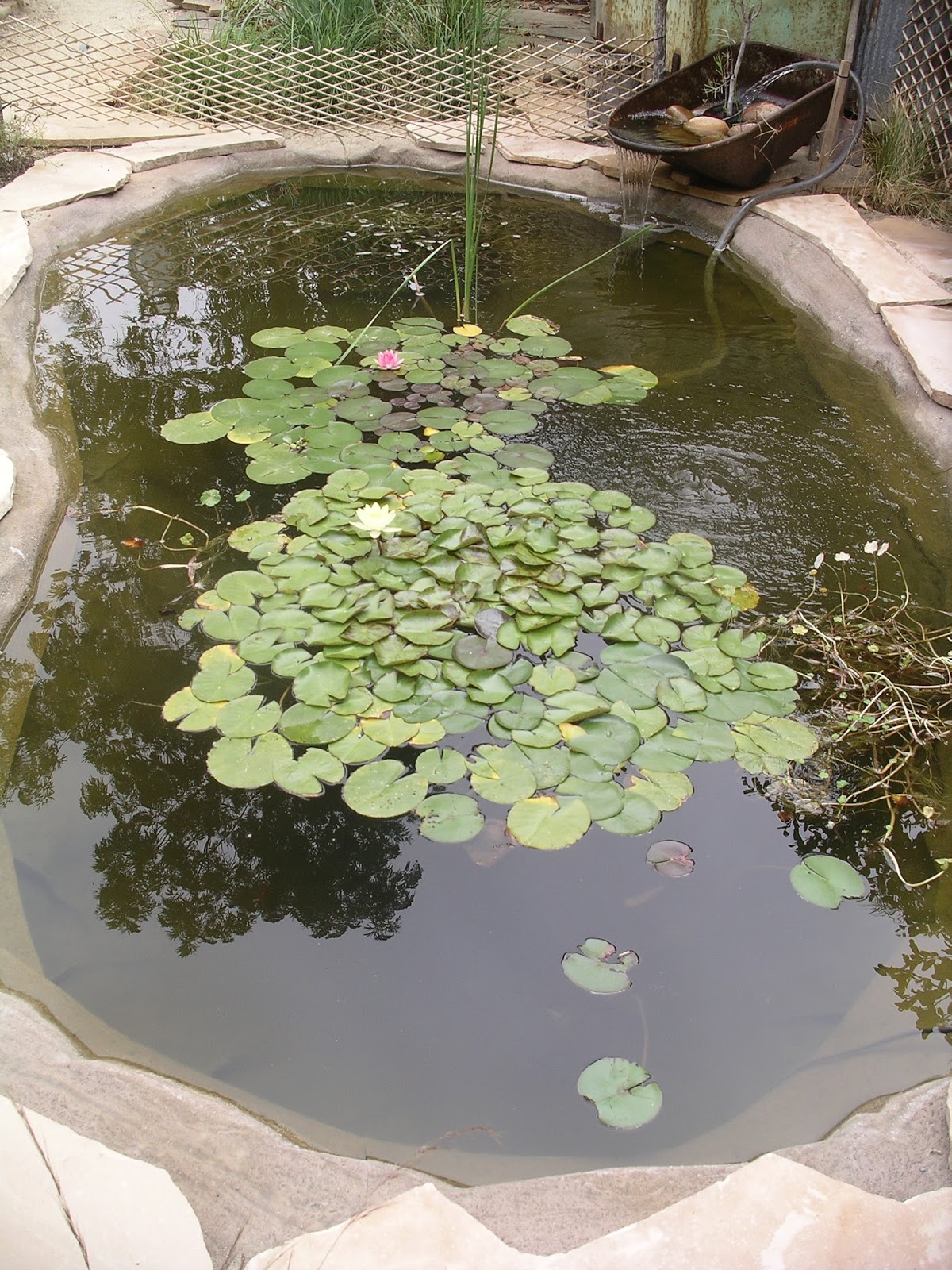 A California Native Plant Garden in San Diego County: August 2013