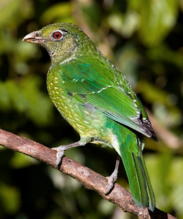 Green Catbird,burung yang bersuara seperti bayi Green Catbird,burung yang bersuara seperti bayi