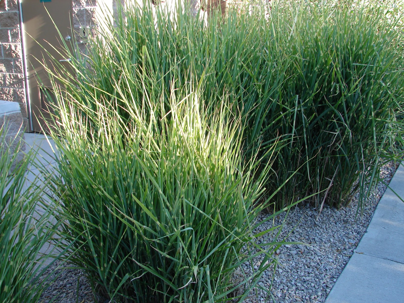 New Utah Gardener Porcupine Grass and Zebra Grass