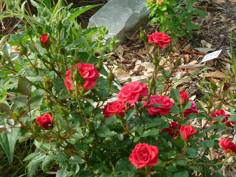 Marlene's Space MidJune Flowers